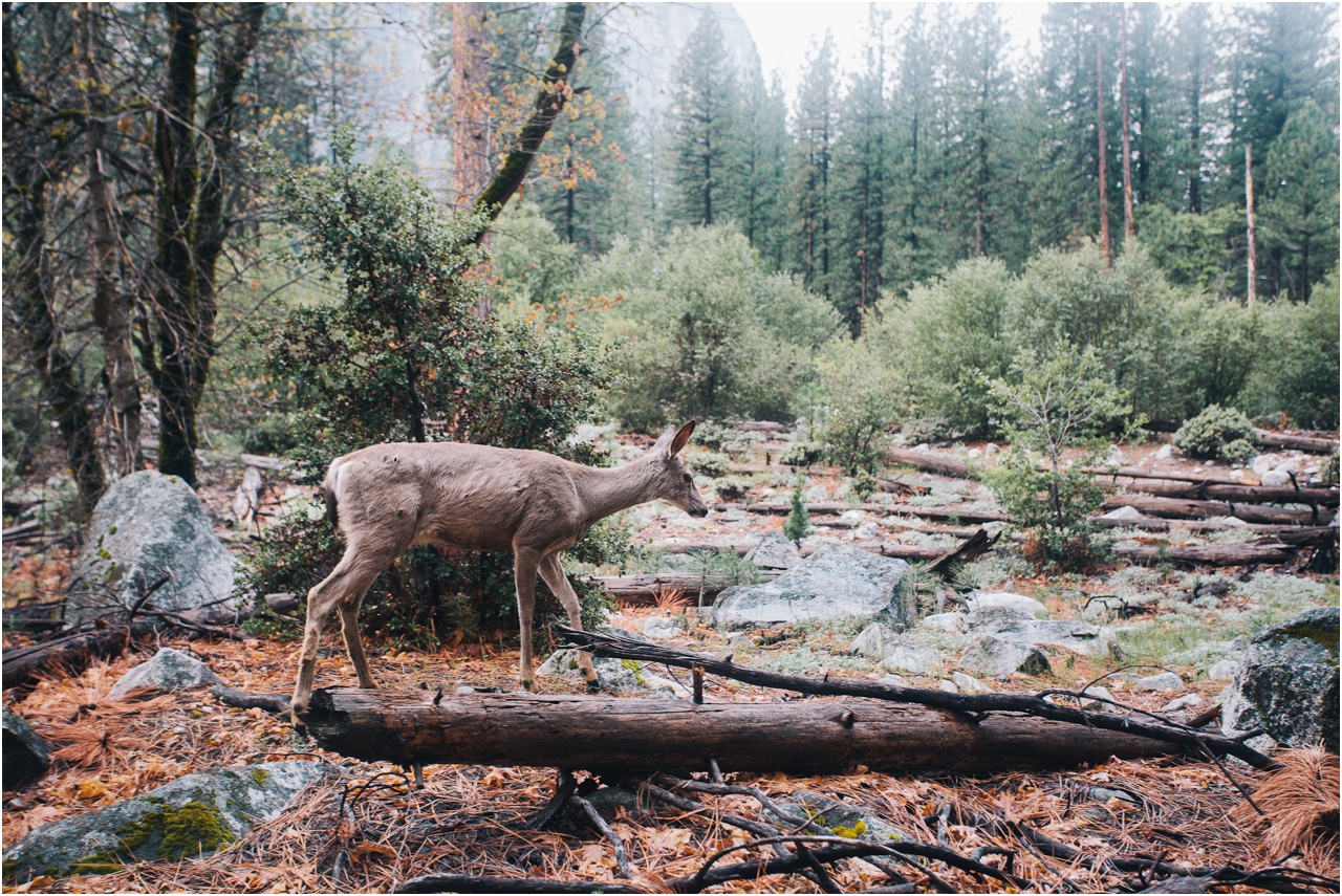 Yosemite Wildlife