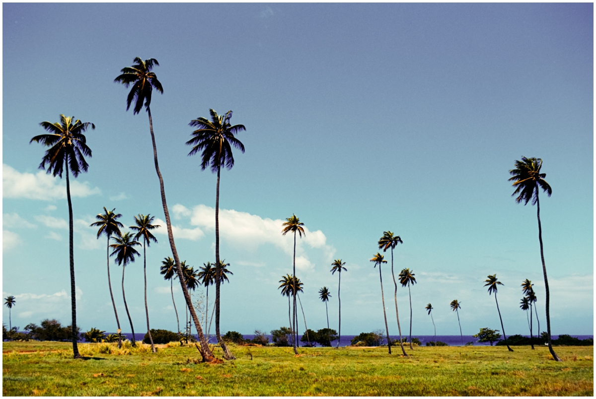 Wilderness Beach Puerto Rico