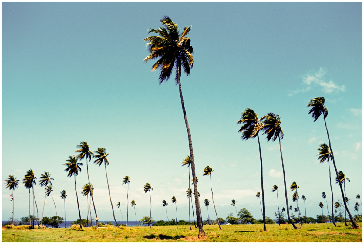 Wilderness Puerto Rico