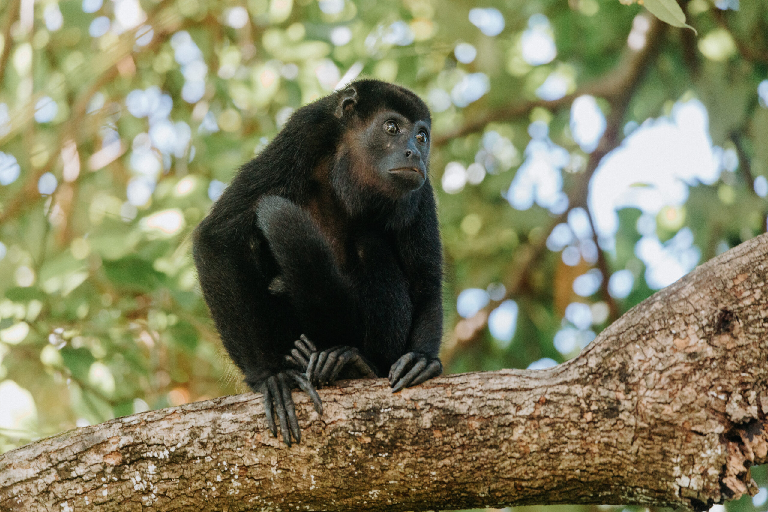 tamarindo-monkey
